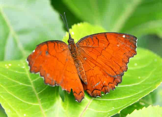 �J�o�^�e�n